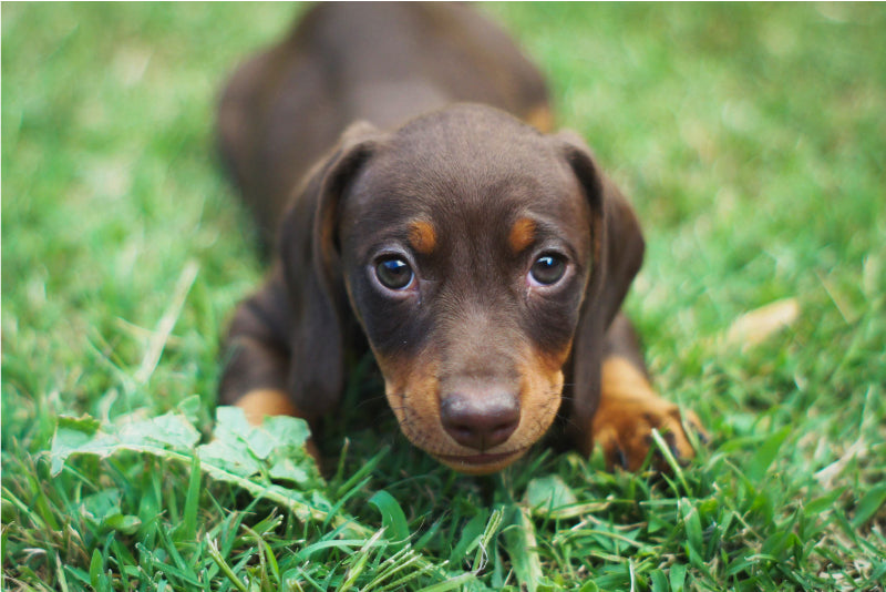 Dachshund Puppy 101: A Comprehensive Guide to Raising Your New Wiener Dog
